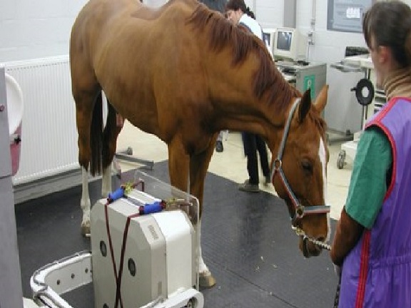 CNEN Medicina nuclear caballo 2021